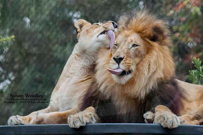 San Diego Zoo Lion Enrichment - June 2015