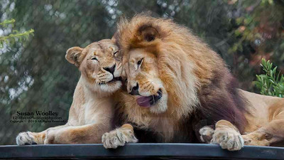 San Diego Zoo Lion Enrichment - June 2015