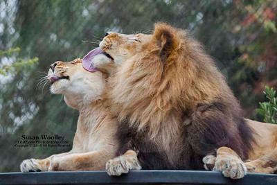 San Diego Zoo Lion Enrichment - June 2015