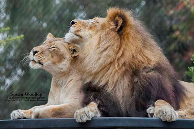San Diego Zoo Lion Enrichment - June 2015