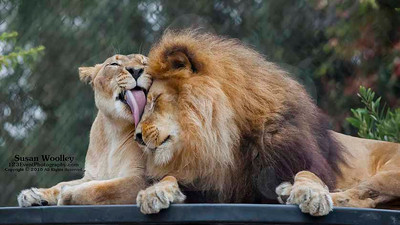 San Diego Zoo Lion Enrichment - June 2015