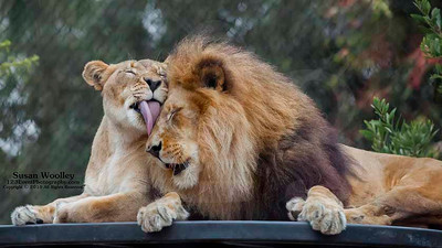 San Diego Zoo Lion Enrichment - June 2015