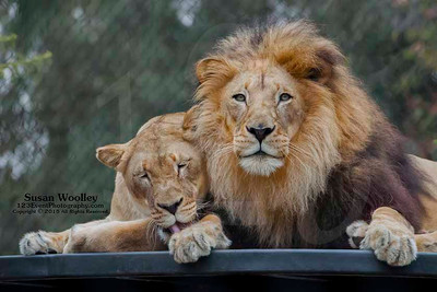 San Diego Zoo Lion Enrichment - June 2015