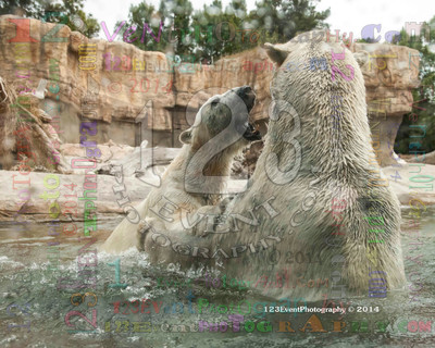 Polar Bear Playtime Spring of 2014