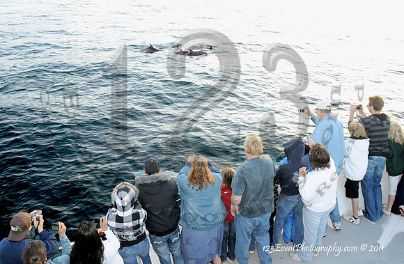 123's San Diego Whale Watch Adventures