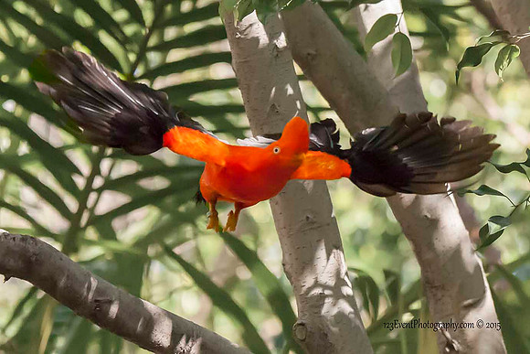 2015 San Diego Zoo Cock Of The Rock In Flight