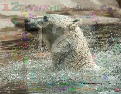 Polar Bear Playtime Spring of 2014