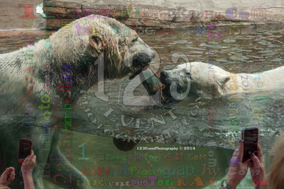 Polar Bear Playtime Spring of 2014