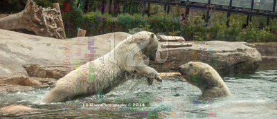 Polar Bear Playtime Spring of 2014