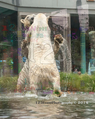 Polar Bear Playtime Spring of 2014