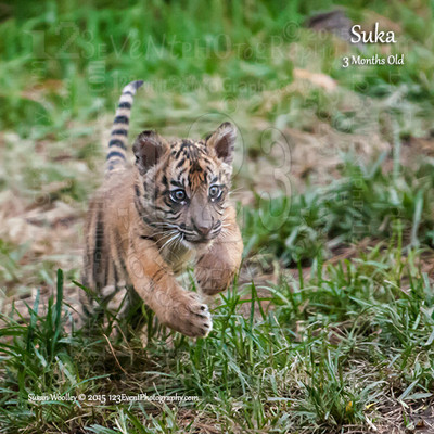 Sumatran Tiger Cub "Suka" 3 Months Old
