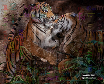 Malayan Tiger Brothers Playing @ The San Diego Zoo