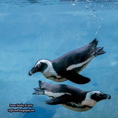 African Penguins @ The San Diego Zoo