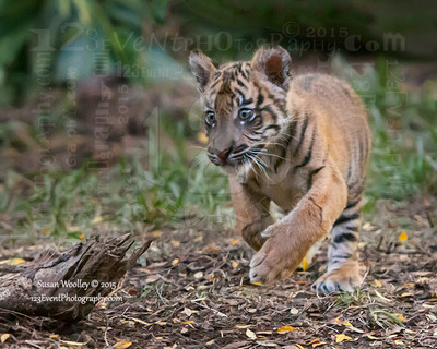 Sumatran Tiger Cub "Suka" 3 Months Old
