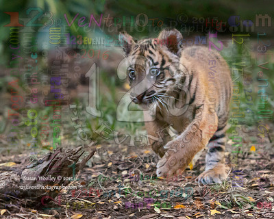 Sumatran Tiger Cub "Suka" 3 Months Old