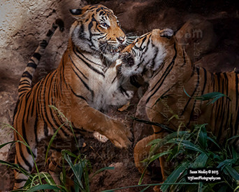 Malayan Tiger Brothers Playing @ The San Diego Zoo