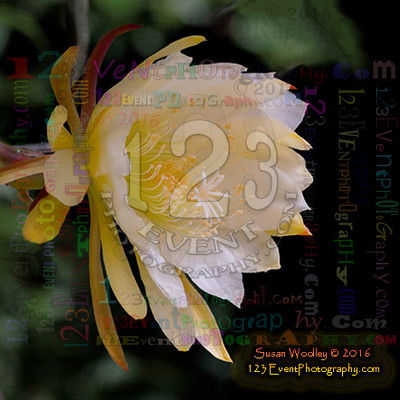 Epiphyllum in Bloom