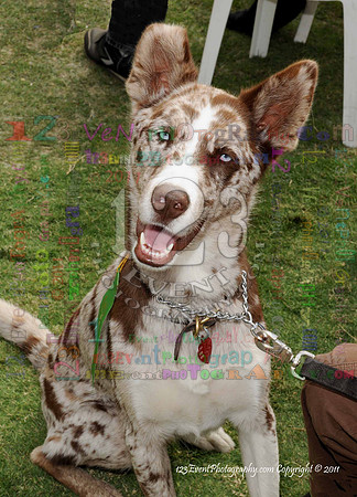 16th Annual Ugly Dog Contest - Del Mar Kiwanis Club