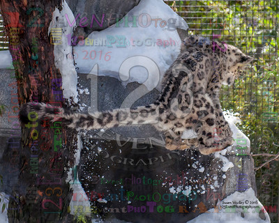 SNOW DAY for the SNOW LEOPARD 4-14-2016