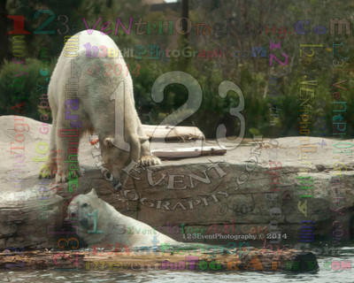 Polar Bear Playtime Spring of 2014