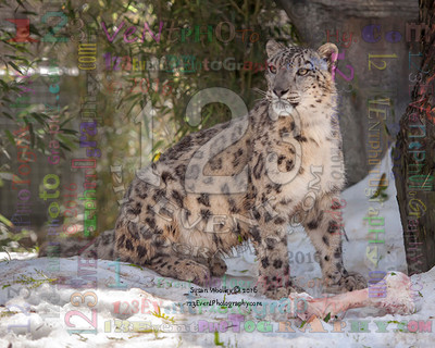 SNOW DAY for the SNOW LEOPARD 4-14-2016