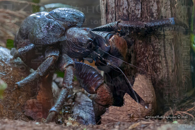 Kenny The Coconut Crab