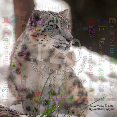 SNOW DAY for the SNOW LEOPARD 4-14-2016