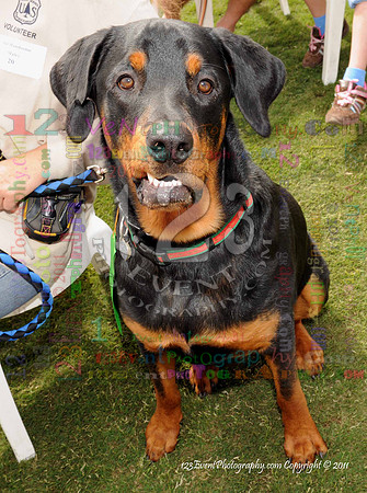 16th Annual Ugly Dog Contest - Del Mar Kiwanis Club