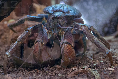 Kenny The Coconut Crab