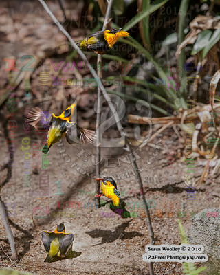 Golden-collared Manakin @ The San Diego Zoo Hummingbird Exhibit