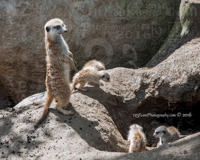 Meerkat Babies taken 4-10-2016