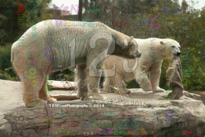 Polar Bear Playtime Spring of 2014