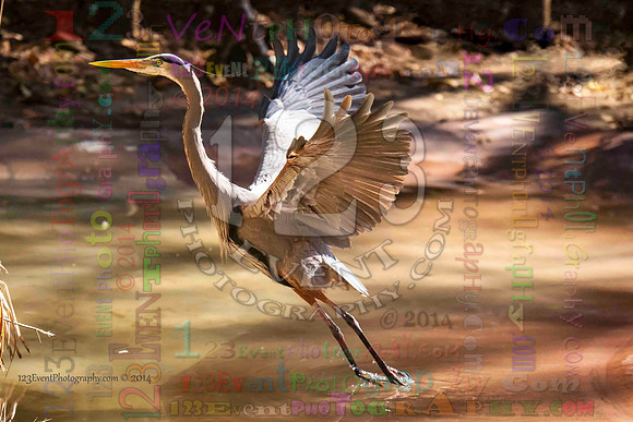 123's Animals & Birds