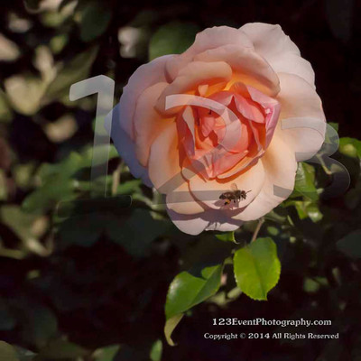 123's Bugs, Bees & Flowers