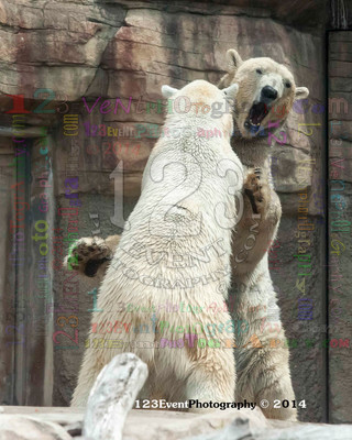 Polar Bear Playtime Spring of 2014