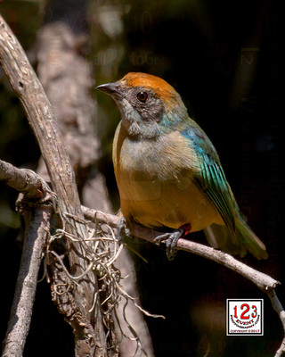 Rufous-crowned Tanager