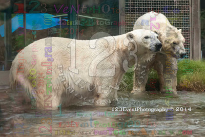 Polar Bear Playtime Spring of 2014