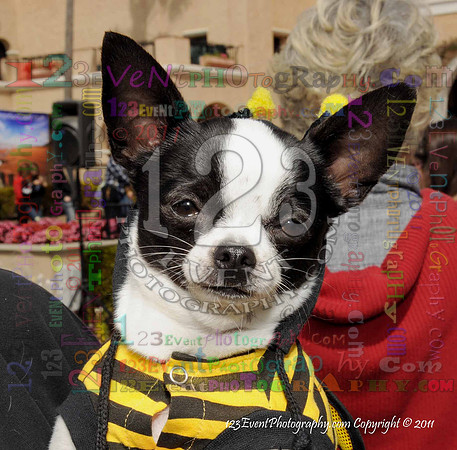 16th Annual Ugly Dog Contest - Del Mar Kiwanis Club