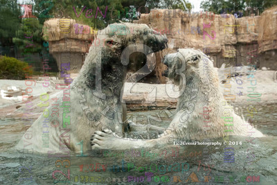 Polar Bear Playtime Spring of 2014