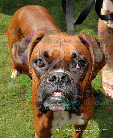 16th Annual Ugly Dog Contest - Del Mar Kiwanis Club