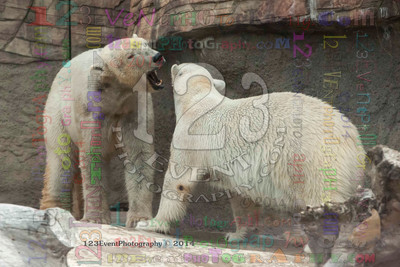 Polar Bear Playtime Spring of 2014