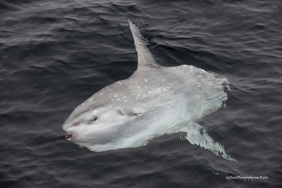 Mola mola or Sunfish