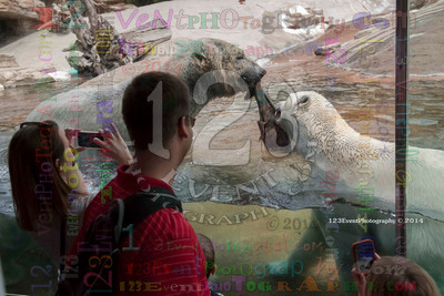 Polar Bear Playtime Spring of 2014