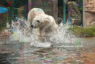 Polar Bear Playtime Spring of 2014