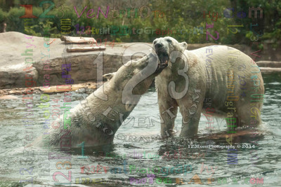 Polar Bear Playtime Spring of 2014