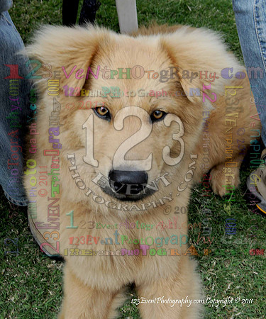16th Annual Ugly Dog Contest - Del Mar Kiwanis Club