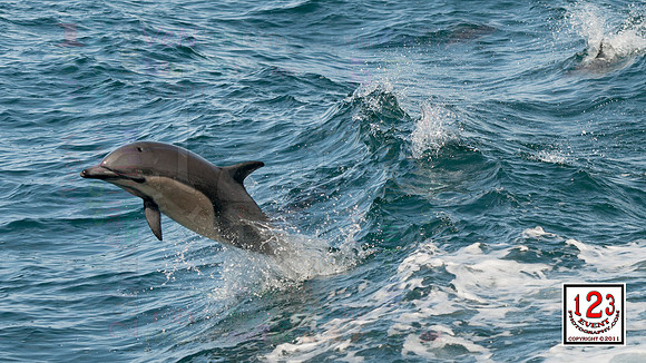 Common Dolphin