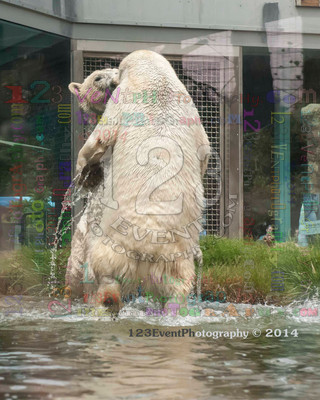 Polar Bear Playtime Spring of 2014