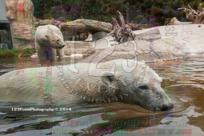 Polar Bear Playtime Spring of 2014