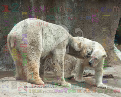 Polar Bear Playtime Spring of 2014
